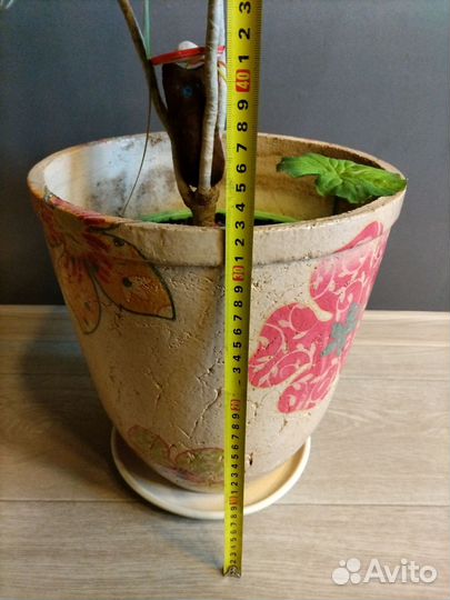 Большой керамический горшок для цветов+драцена