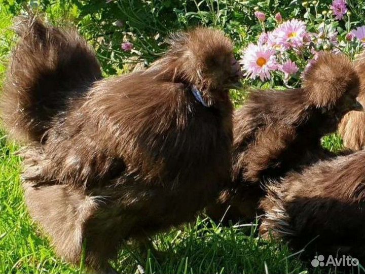 Цыплята Китайской шёлковой