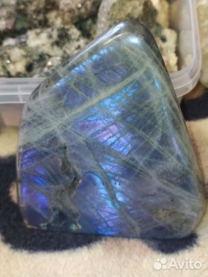 Лабрадор фиолетовый