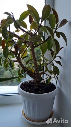 Комнатные растения цветы