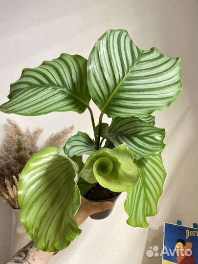 Калатея орбифолия