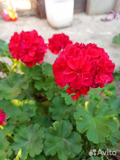 Пеларгония герань