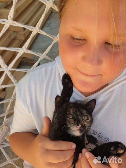 Котенку нужен дом