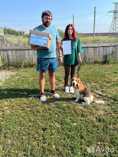 Дрессировка собак с проживанием