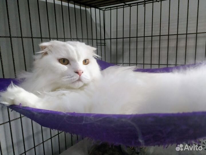 Передержка для Кошек и Котов (котоотель)