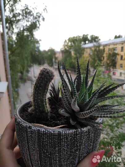 Кактусы и суккуленты