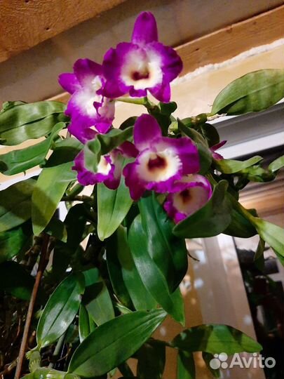 Орхидея дендробиум розовый