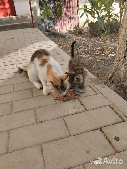 Кошка в дар бесплатно