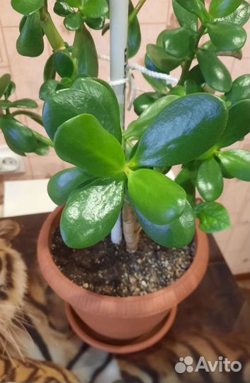 Толстянка - денежное дерево