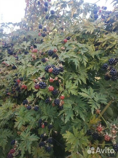 Ежевика Орегон Торн Лесс саженцы и есть колючая