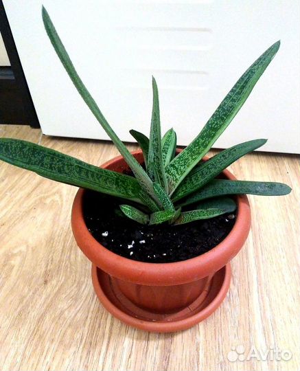 Гастерия суккулент