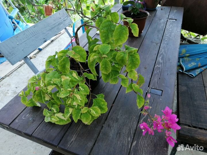 Бугенвилия