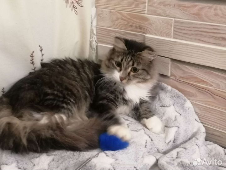 Кот Гном Гномыч