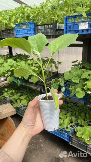 Рассада и саженцы помидор, огурцов, капусты