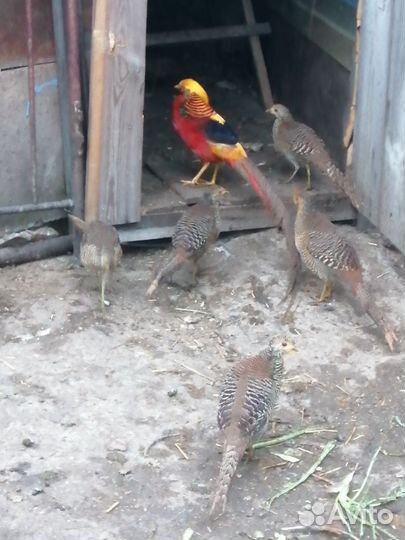 Золотые фазаны