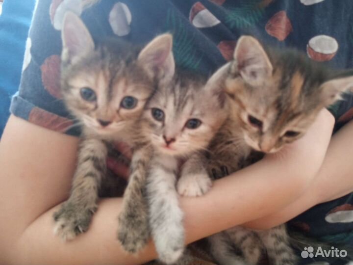 Котята в добрые руки бесплатно