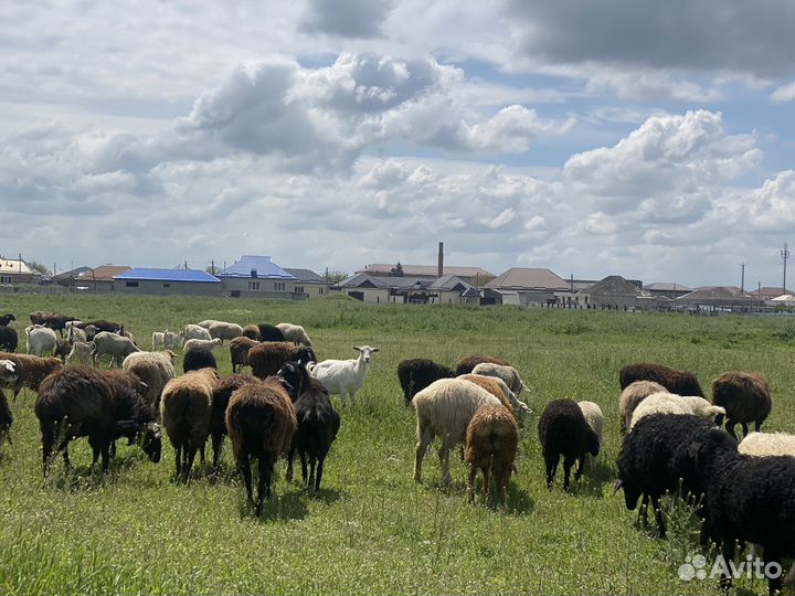 Ягнята баранчики