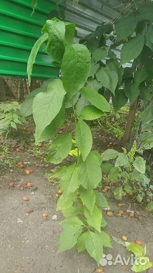 Саженцы жёлтой сливы