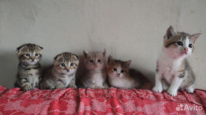 Котята от вислоухой кошки