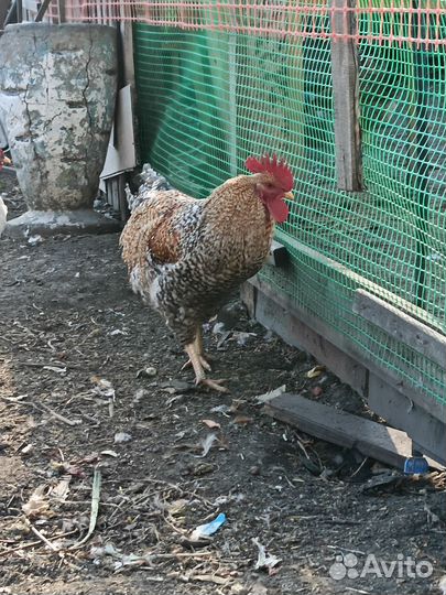 Билефельдер Инкуб/яйцо
