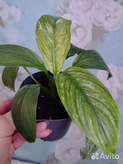 Спатифиллум