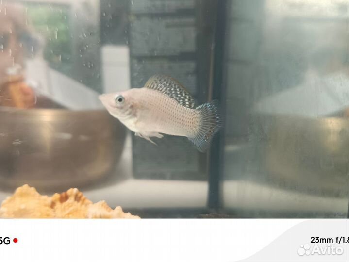 Молинезия снежинка