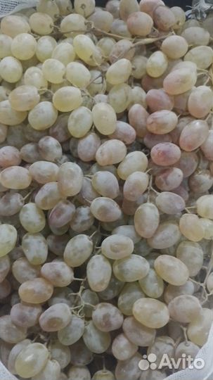 Виноград Тайфи оптом