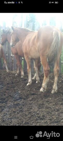 Лошадь жерибец