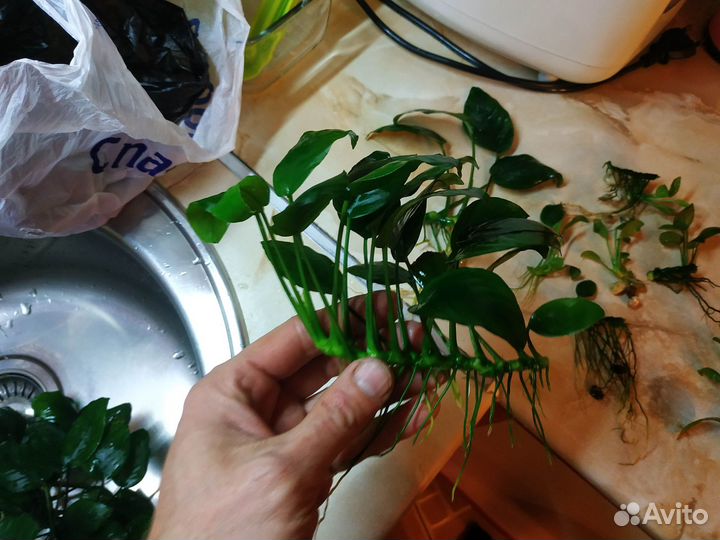 Продам растения для аквариума