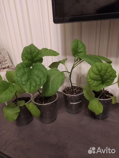 Рассада баклажан