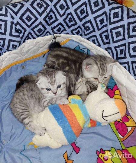 Настоящие Шотландские Котята