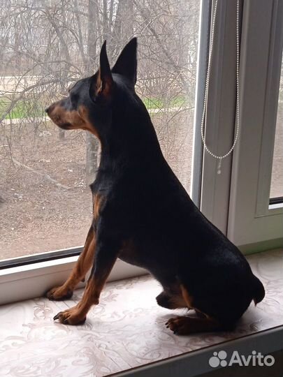 Вязка Мини-доберман