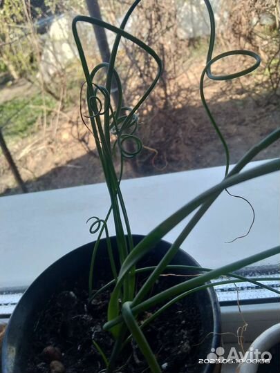 Альбука намакванская