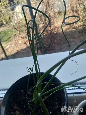 Альбука намакванская