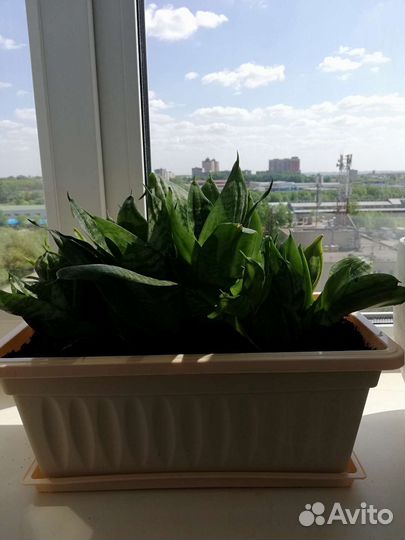 Сансевиерия Ханни