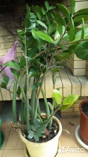 Замиокулькас, 