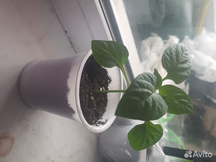 Рассада перца сладкого