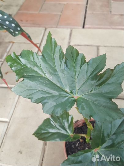 Растения домашние