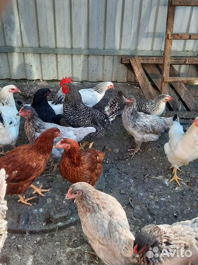 Петушки взрослые