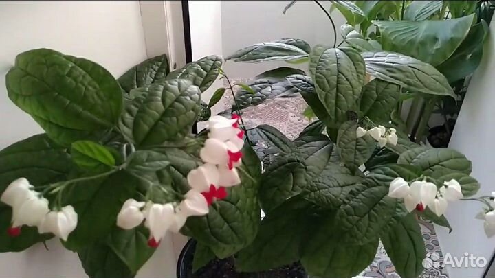 Клеродендрум Томпсона