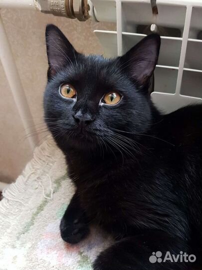 Британский котенок черный самец Симоня 7мес привит