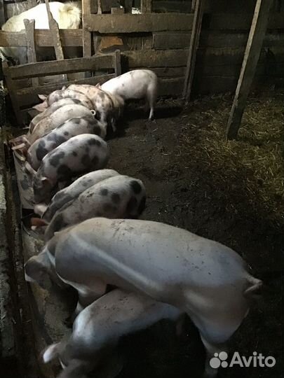 Порода йекшир