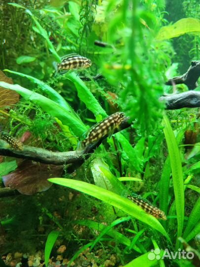 Юлидохромис траскриптус