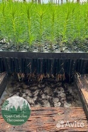 Сеянцы зкс Сосна окс Ель Лиственница Горная