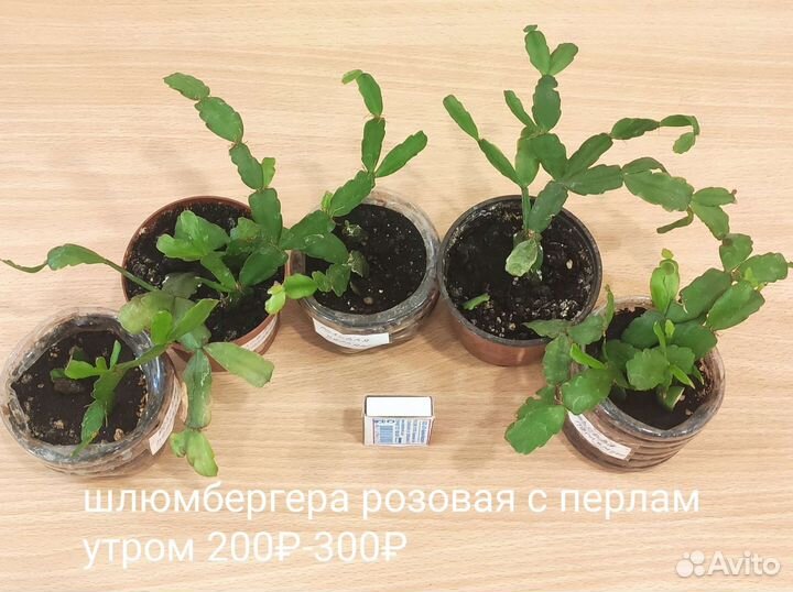 Декабрист/шлюмбергера/зигокактус