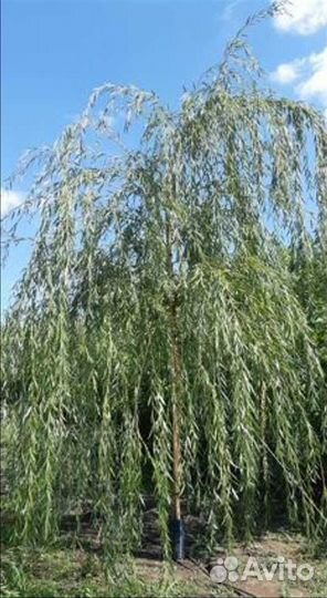 Саженцы Плакучей Ивы