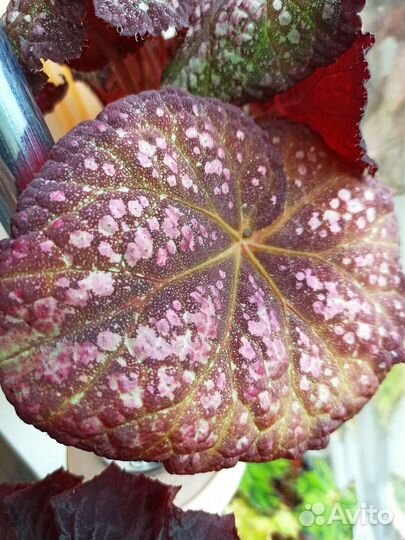 Продаю комнатные растения