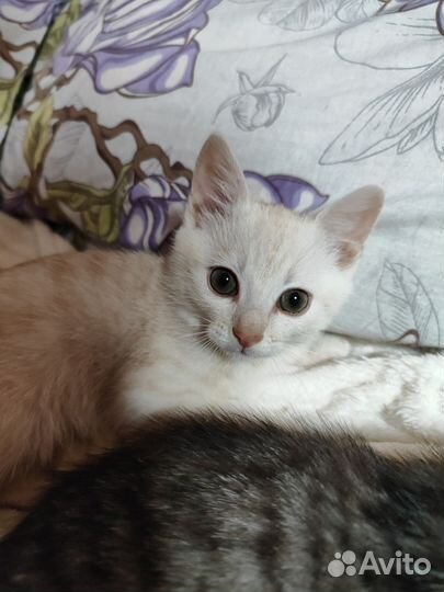 Котенок