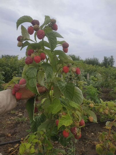 Участок 2 га (СНТ, ДНП)