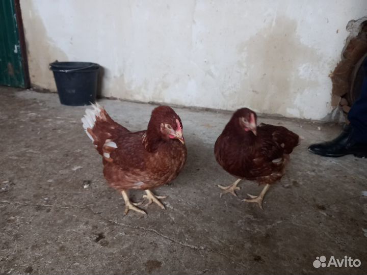 Куры Несушки